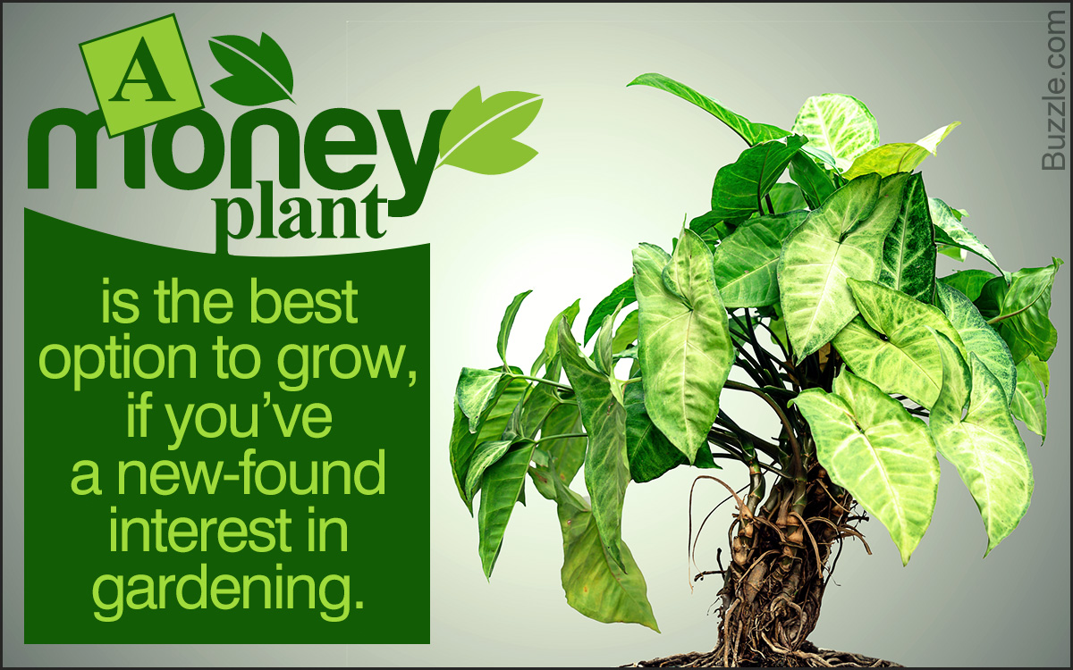 Best Tips For Money Plant Care In Every Season