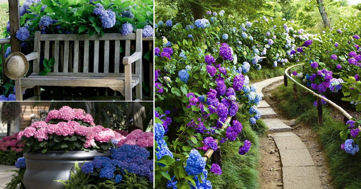 How to Create Stunning Garden Combinations With Hydrangeas and Perennials