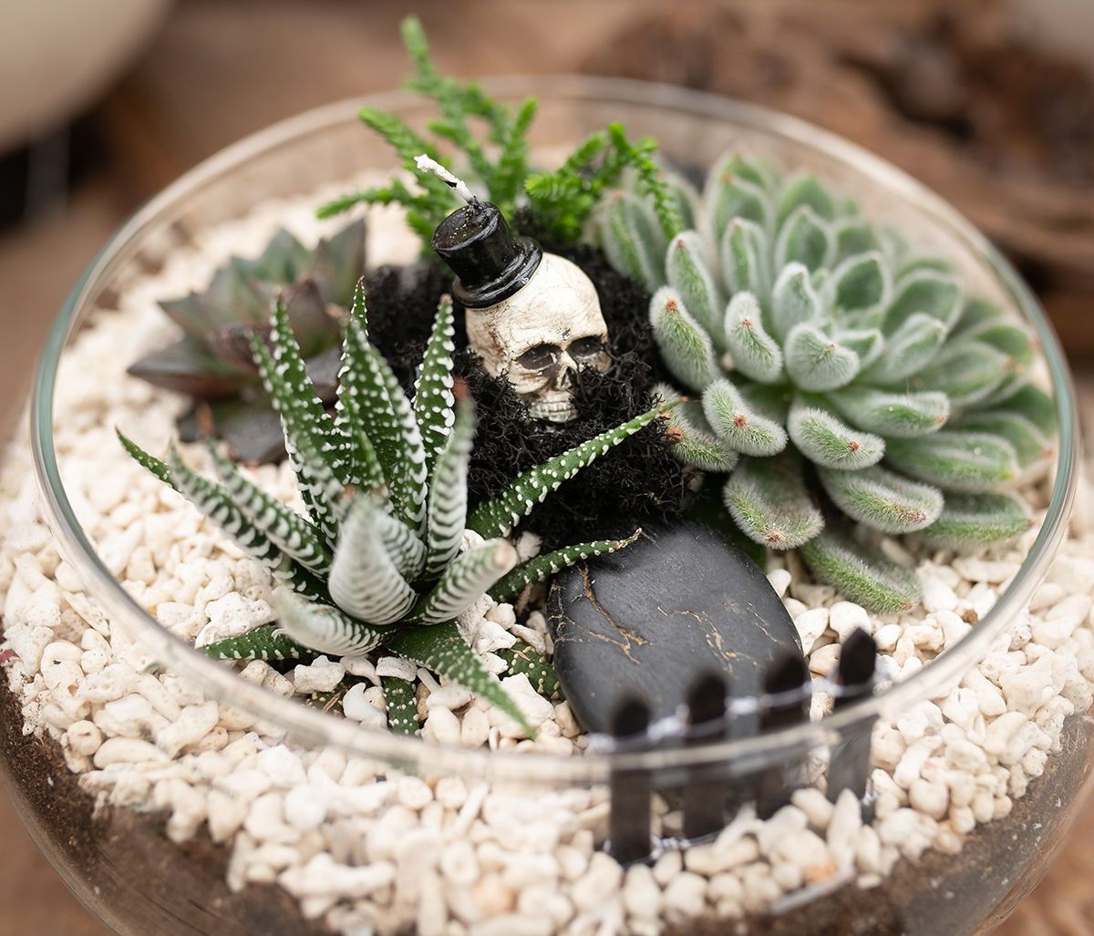 How to Create a Terrarium With Spooky Halloween Houseplants