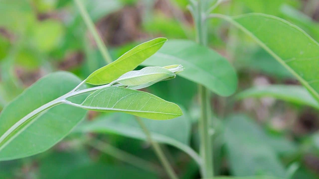 Propagate Eucalyptus: Your Guide to Lush Plants