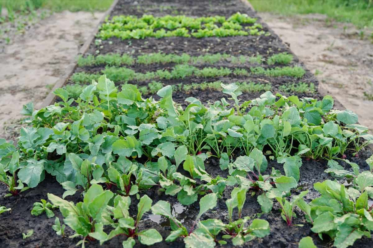 Raised Beds and the Plants You Should Avoid