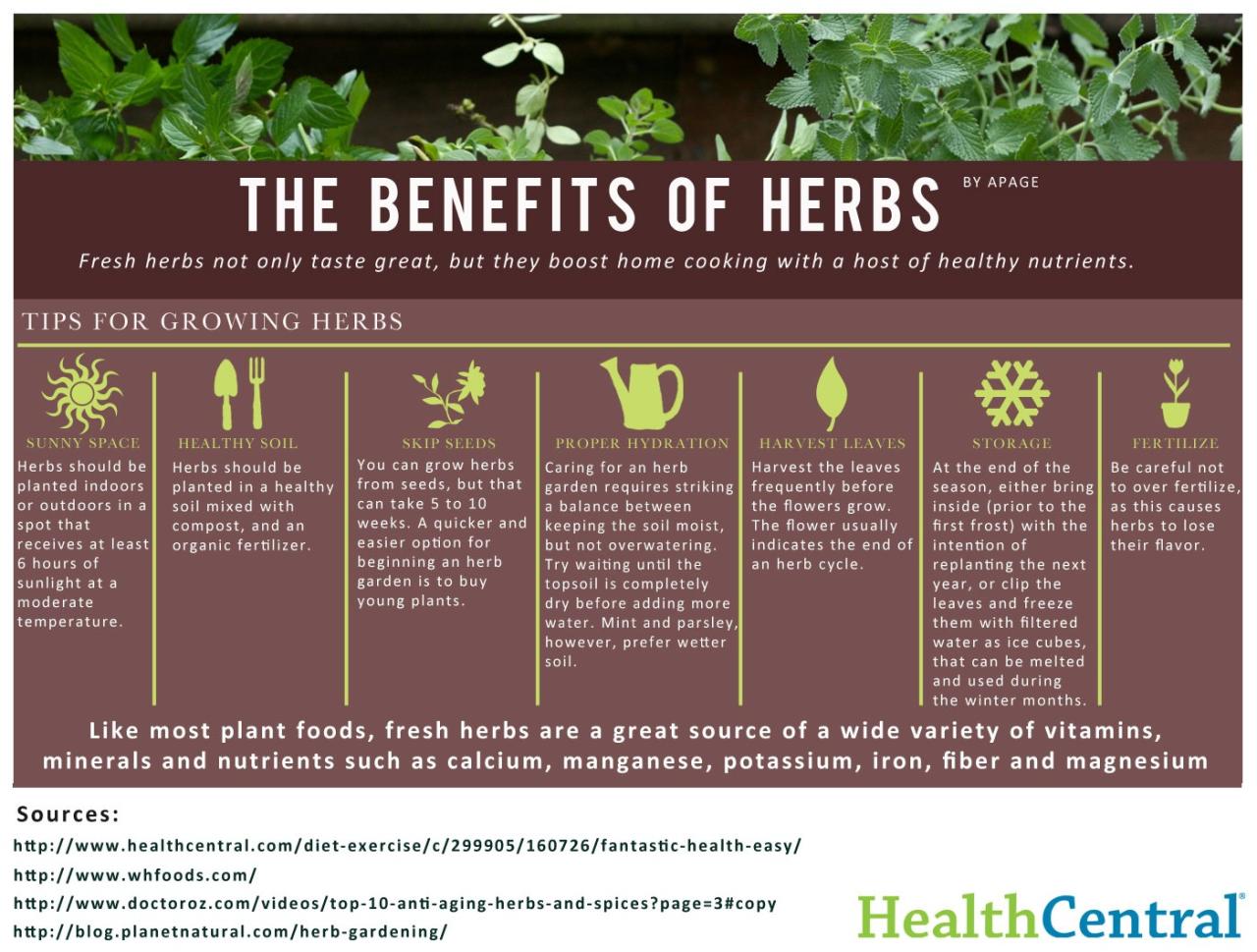 How Biota Herb Can Help You Achieve Optimal Health