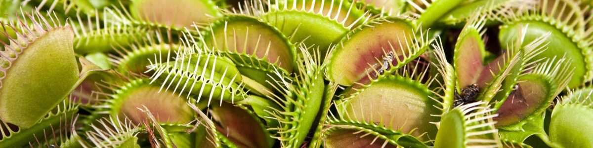 Are You Propagating Venus Fly Traps Correctly? Check These Tips!