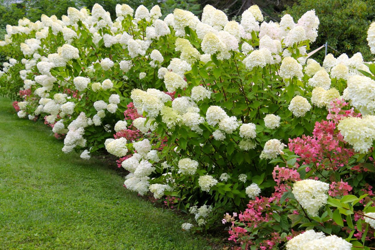 How to Create Stunning Garden Combinations With Hydrangeas and Perennials