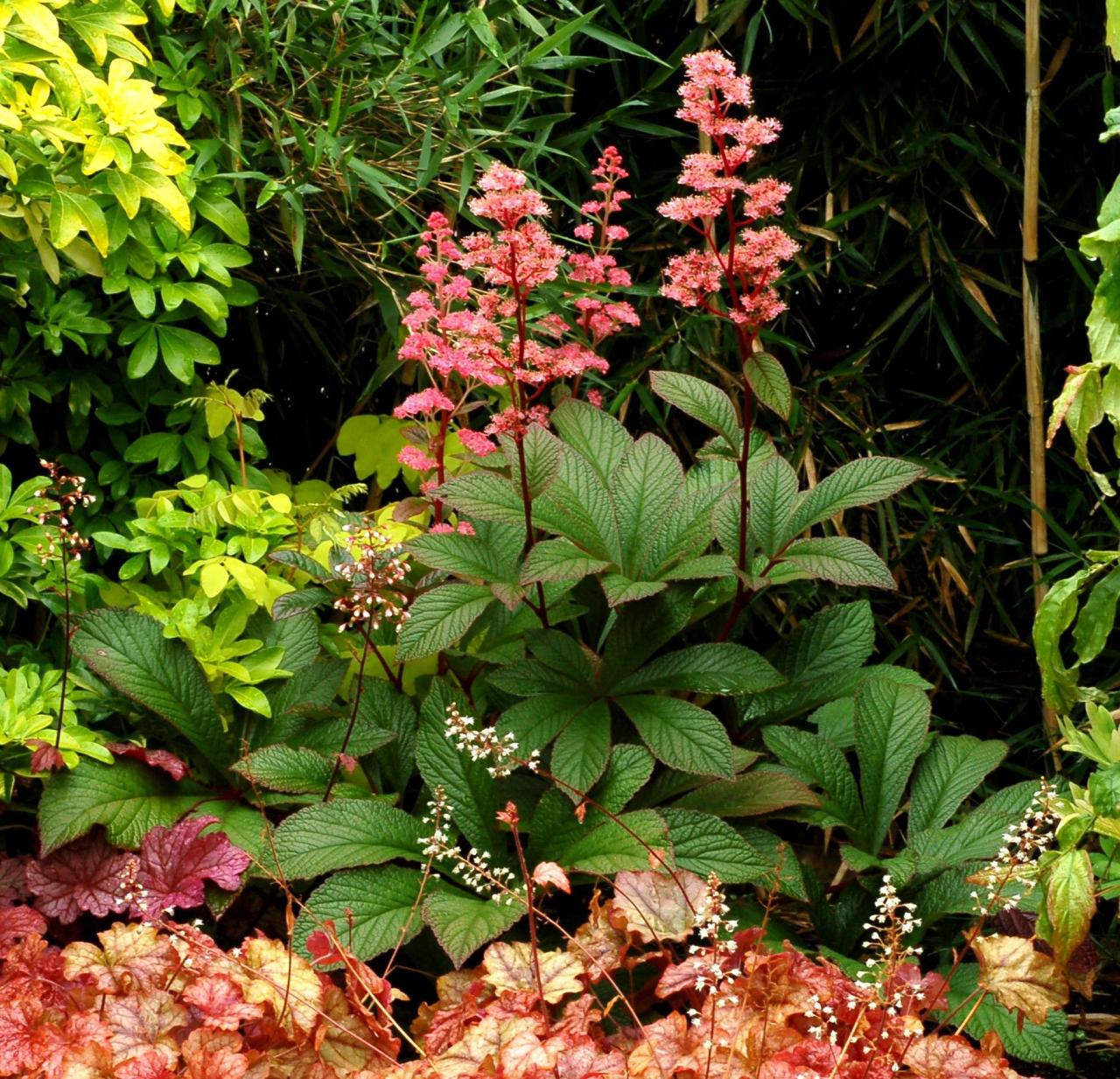 The Top Secrets for Growing Beautiful Rodgersia Plants