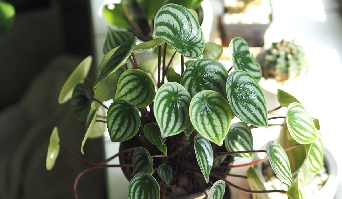 How to Keep Common Houseplants Alive While on Vacation