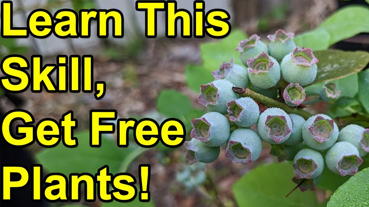 How to Expand Your Blueberry Bush Garden with Effective Propagation