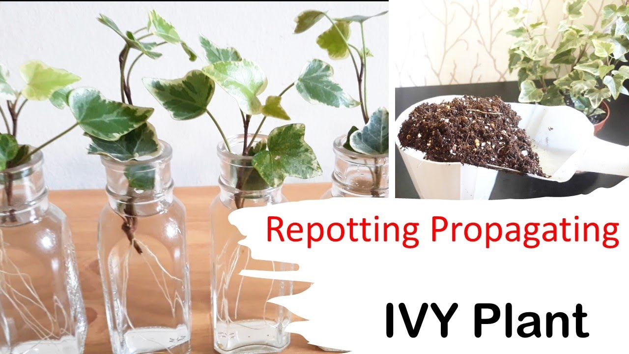 Start Growing Ivy in Every Corner! Here’s How to Propagate It