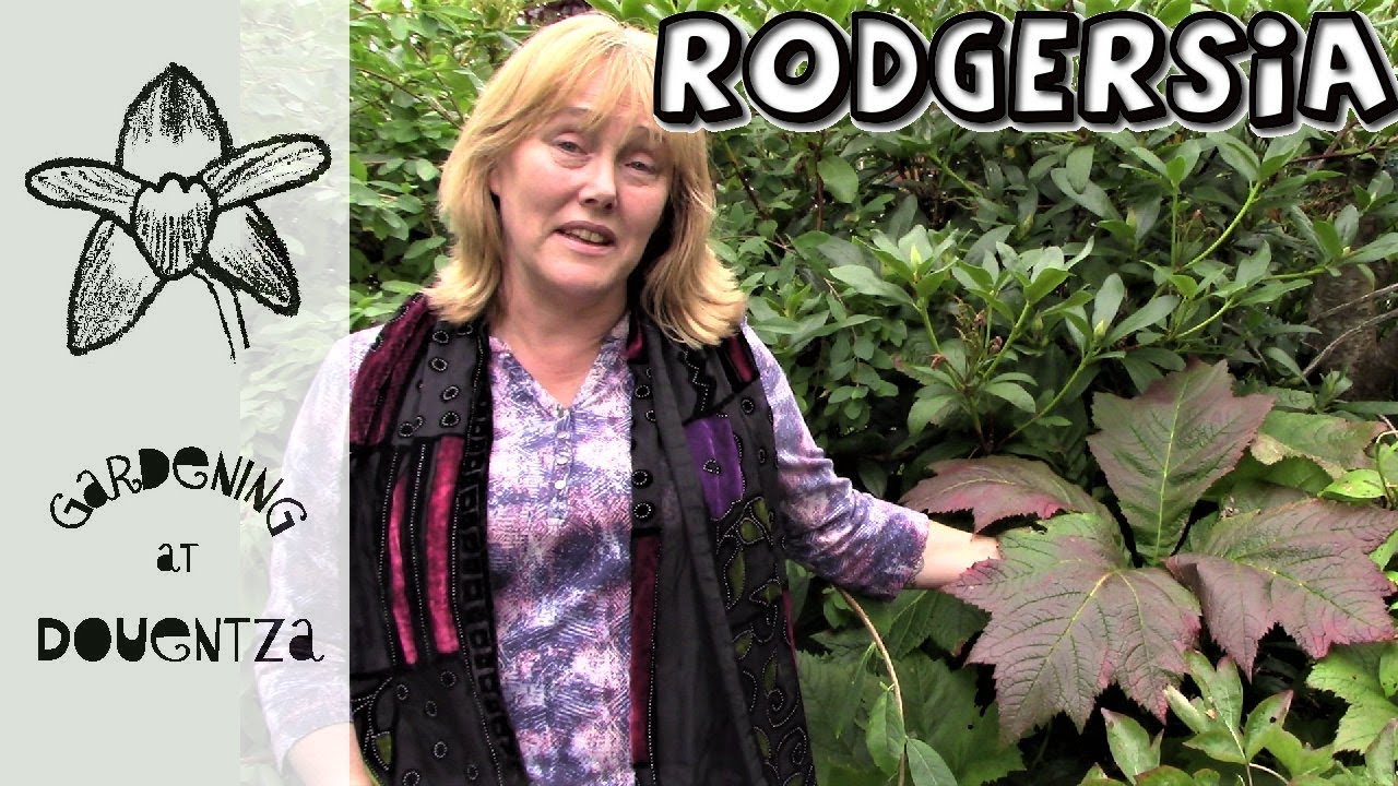 The Top Secrets for Growing Beautiful Rodgers Plants