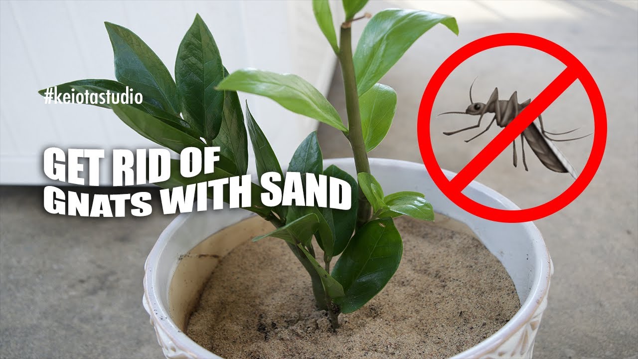 How to Use Sand and Mulch to Keep Gnats Away from Plants