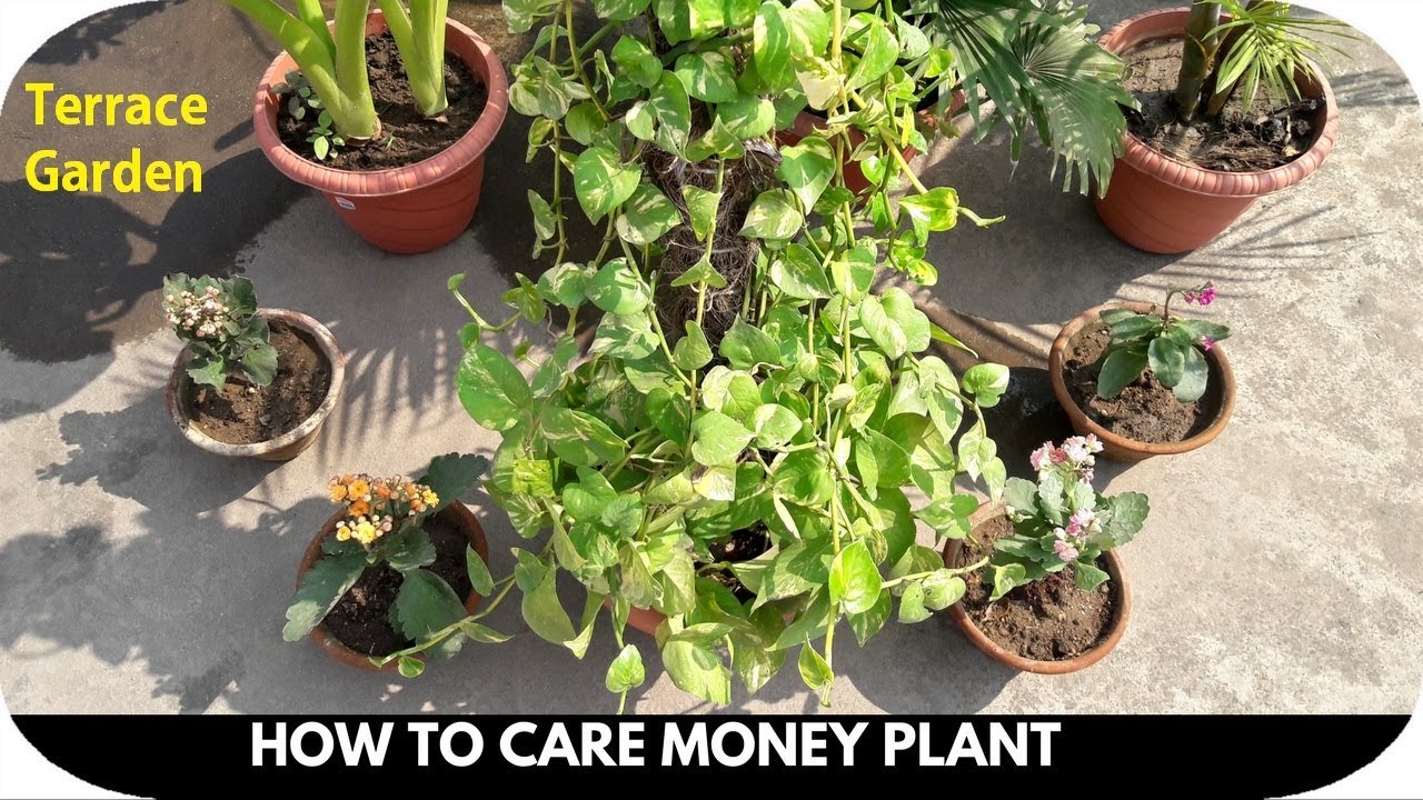 Best Tips For Money Plant Care In Every Season