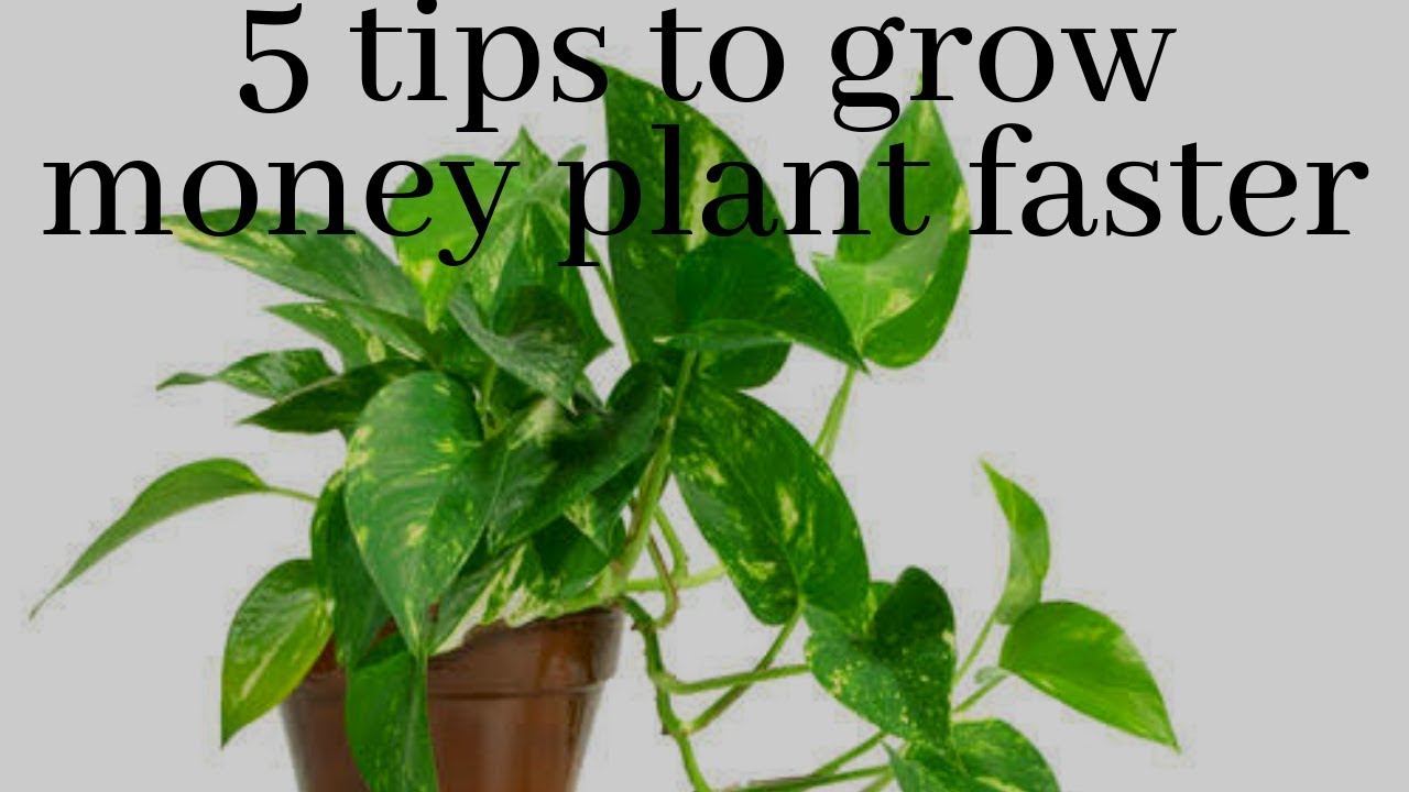 Best Tips For Money Plant Care In Every Season