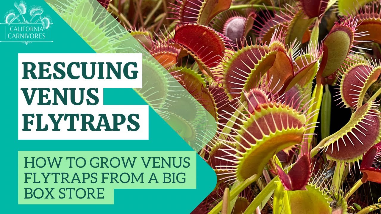 Are You Propagating Venus Fly Traps Correctly? Check These Tips!