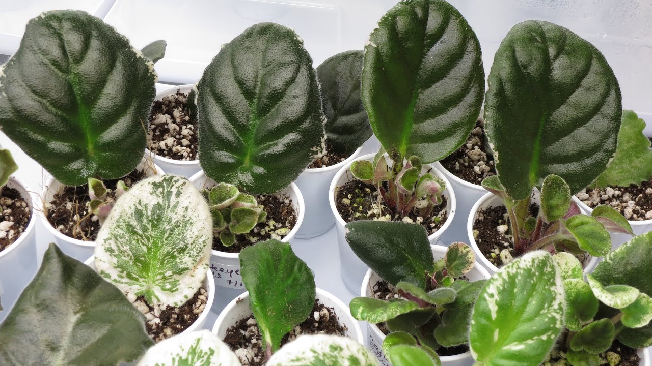 Everything You Need to Know About Propagating African Violets