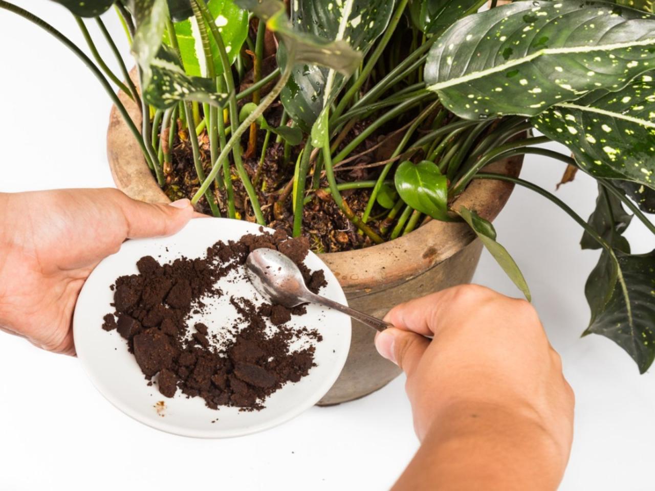 How to Use Coffee Grounds for Seedling Growth