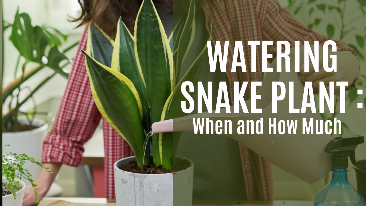 Simple Watering Tips for Healthy, Vibrant Snake Plants